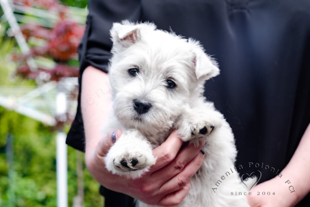 Szczeniaki West Highland White Terrier z hodowli Amenita Polonia FCI