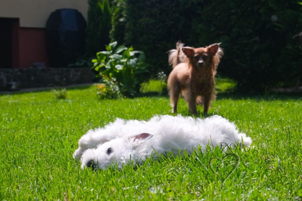 Szczeniaki West Highland White Terrier z hodowli Amenita Polonia FCI