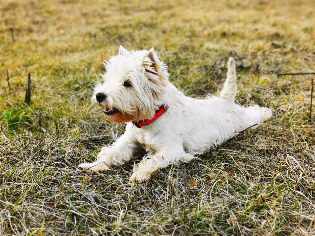Hodowla Amenita Polonia FCI - specjalizacja w psach rasy West Highland White Terrier